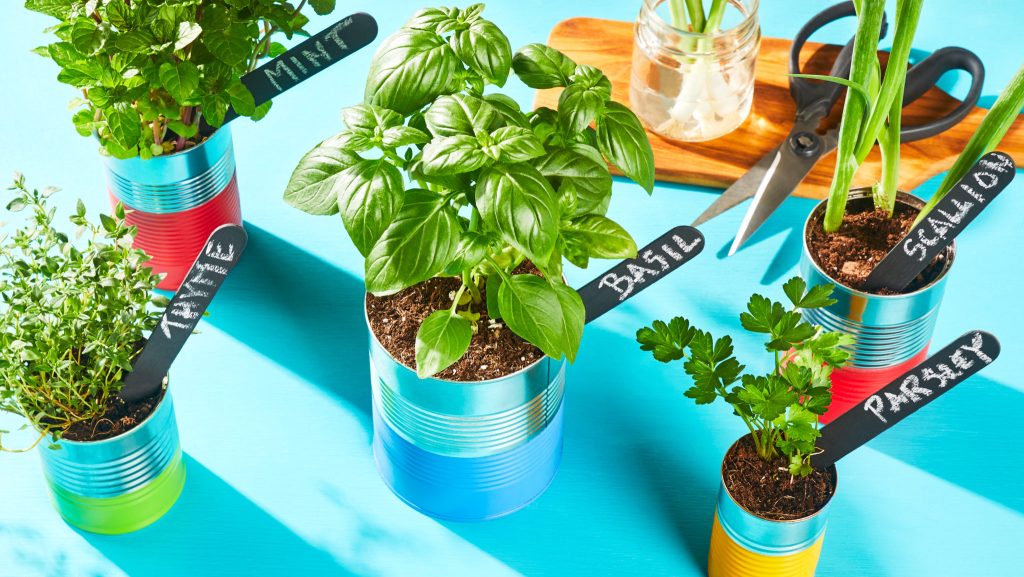 Multiple herbs in small, colorful pots 